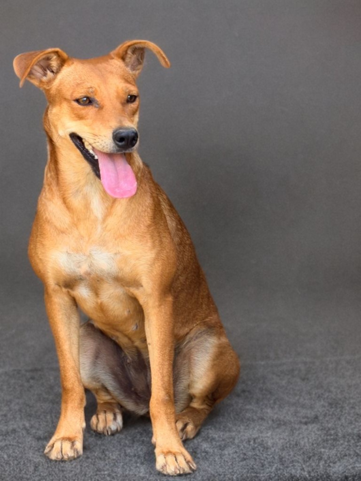 Adoption Rewa