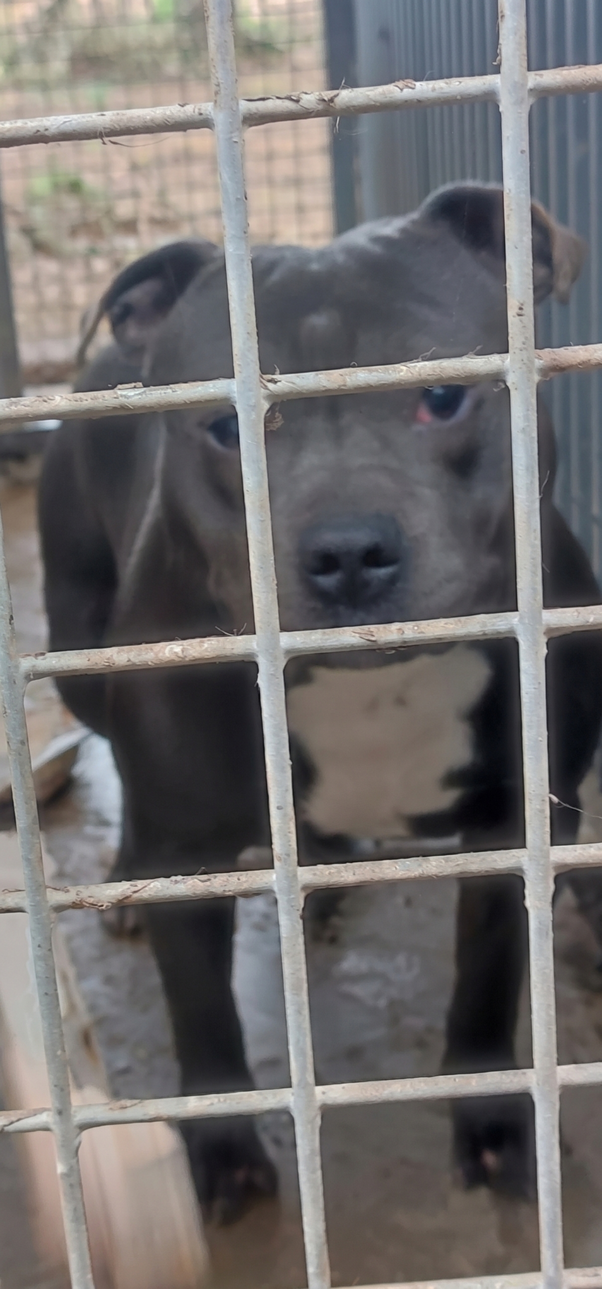 Adoption Pégase