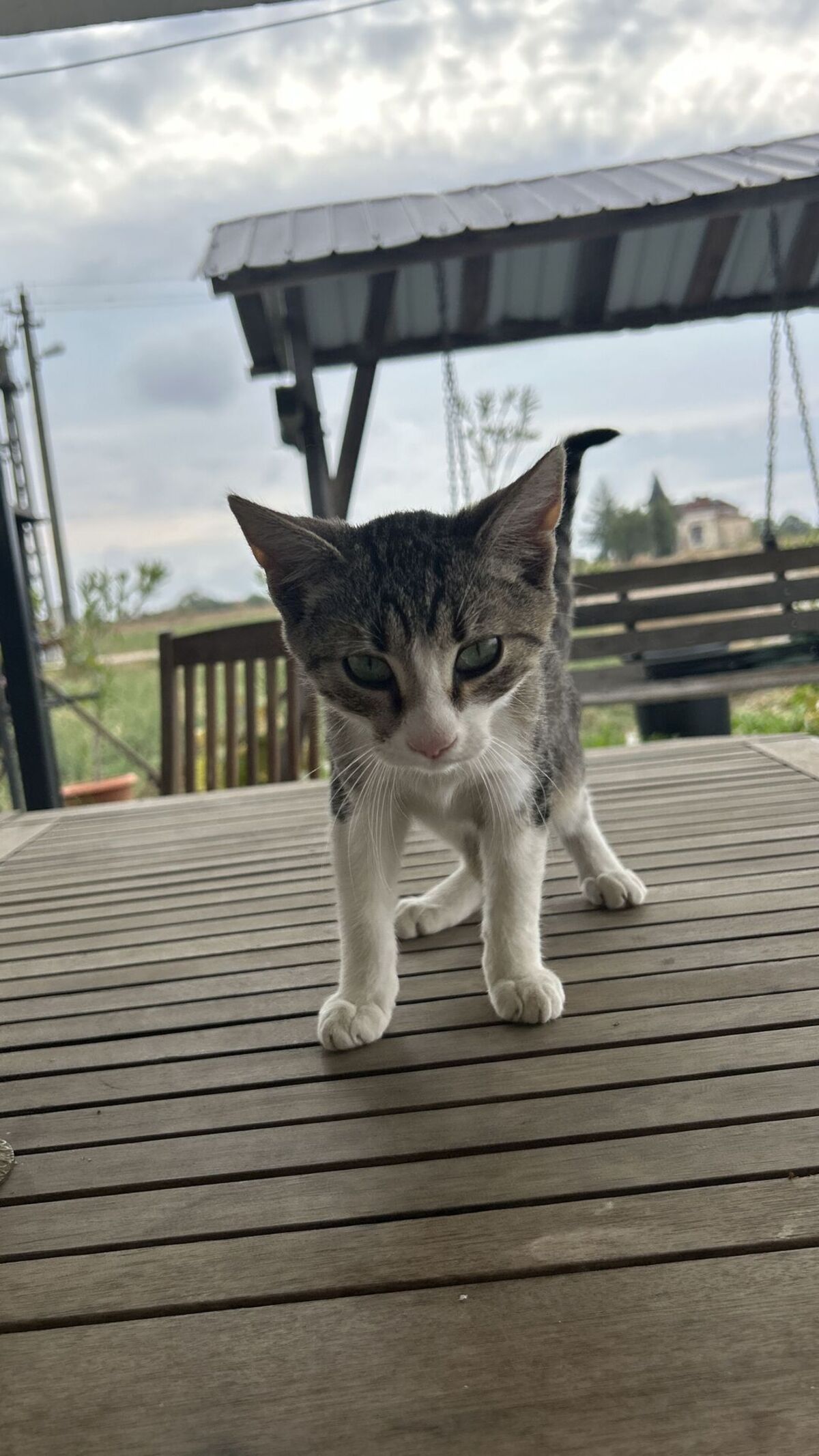 Adoption Tomi