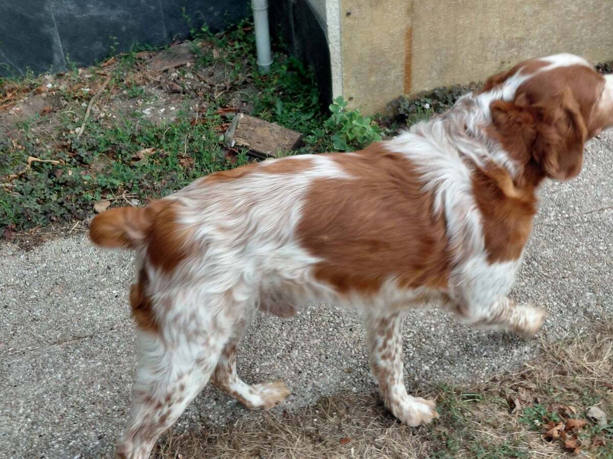 Adoption Loupiot