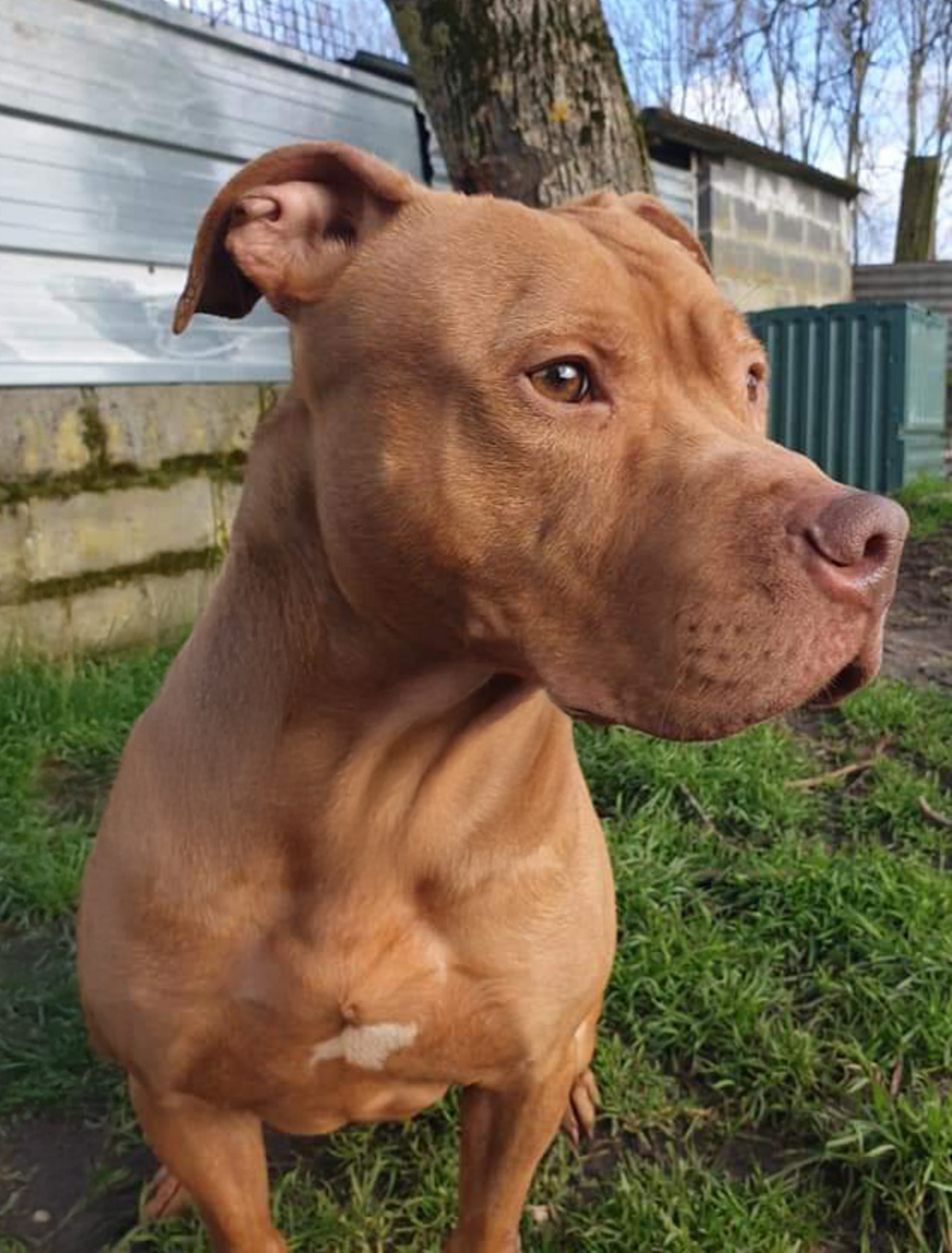 Adoption Marley