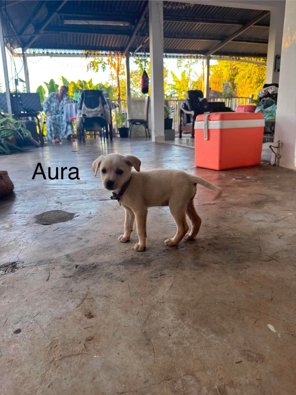 Adoption Aura