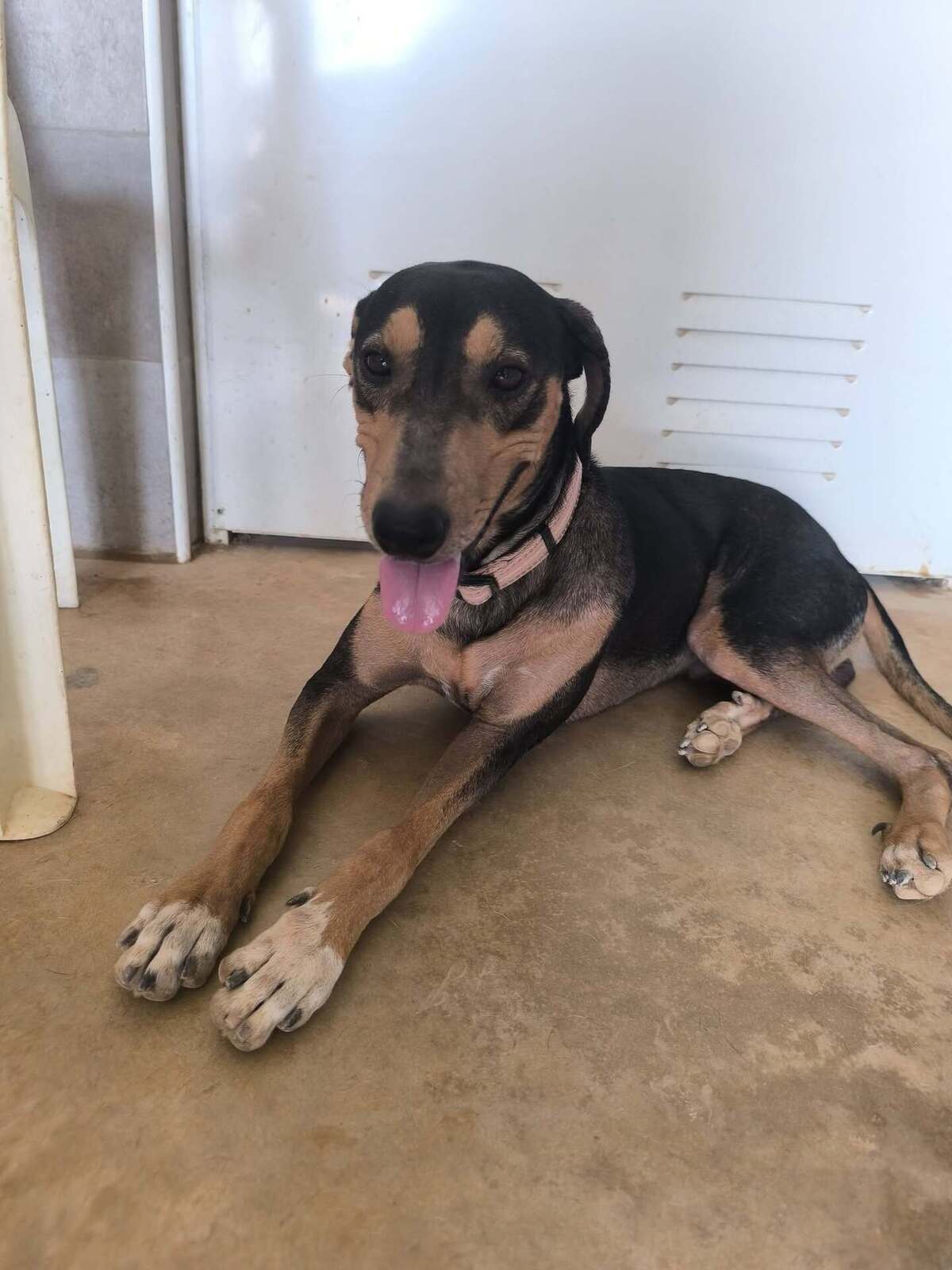 Adoption Maxou