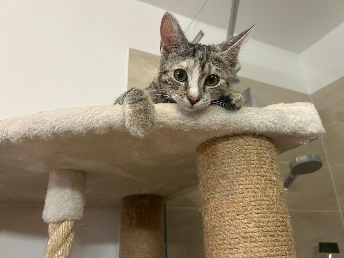 Adoption Mia