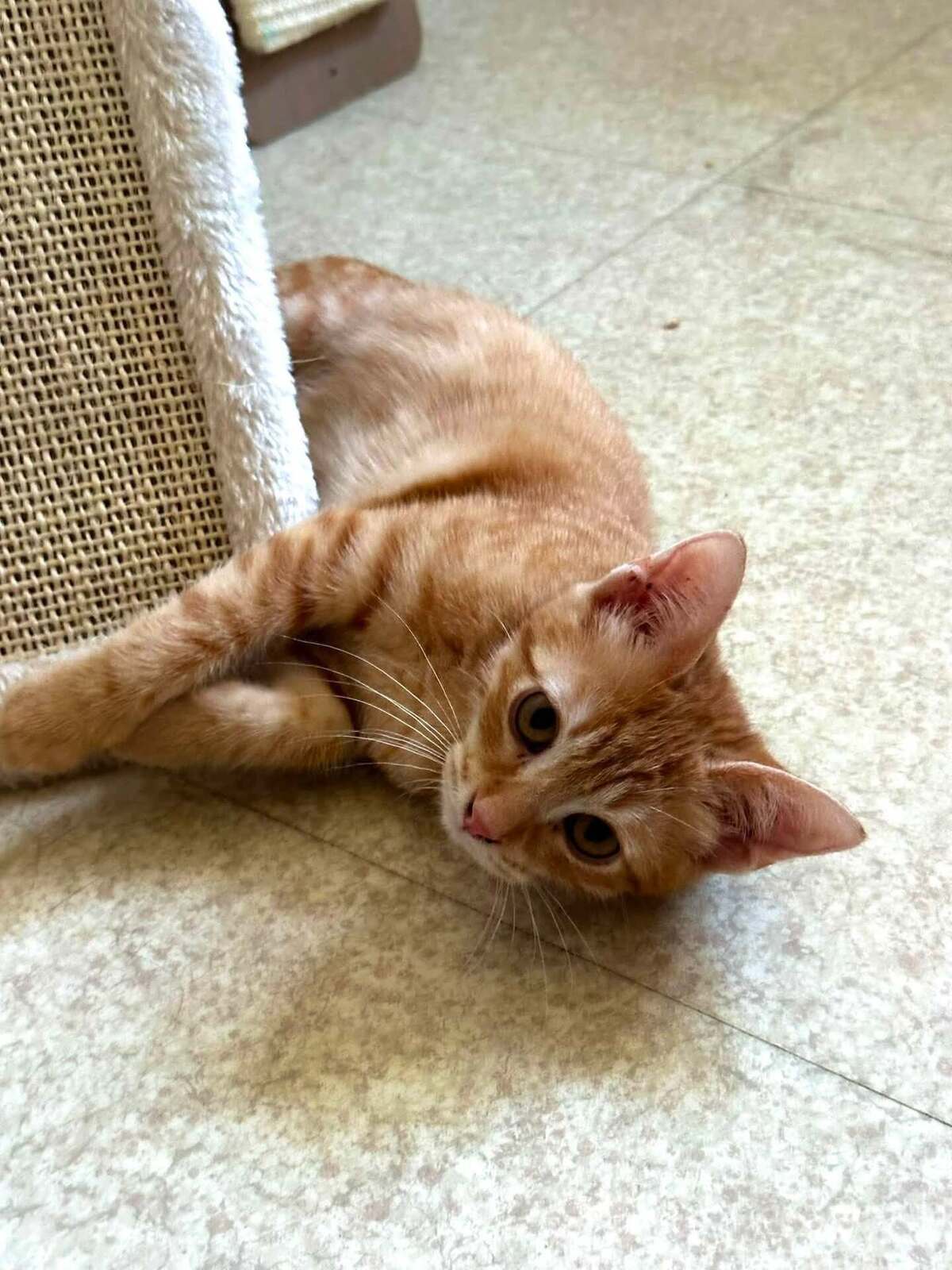 Adoption Boss