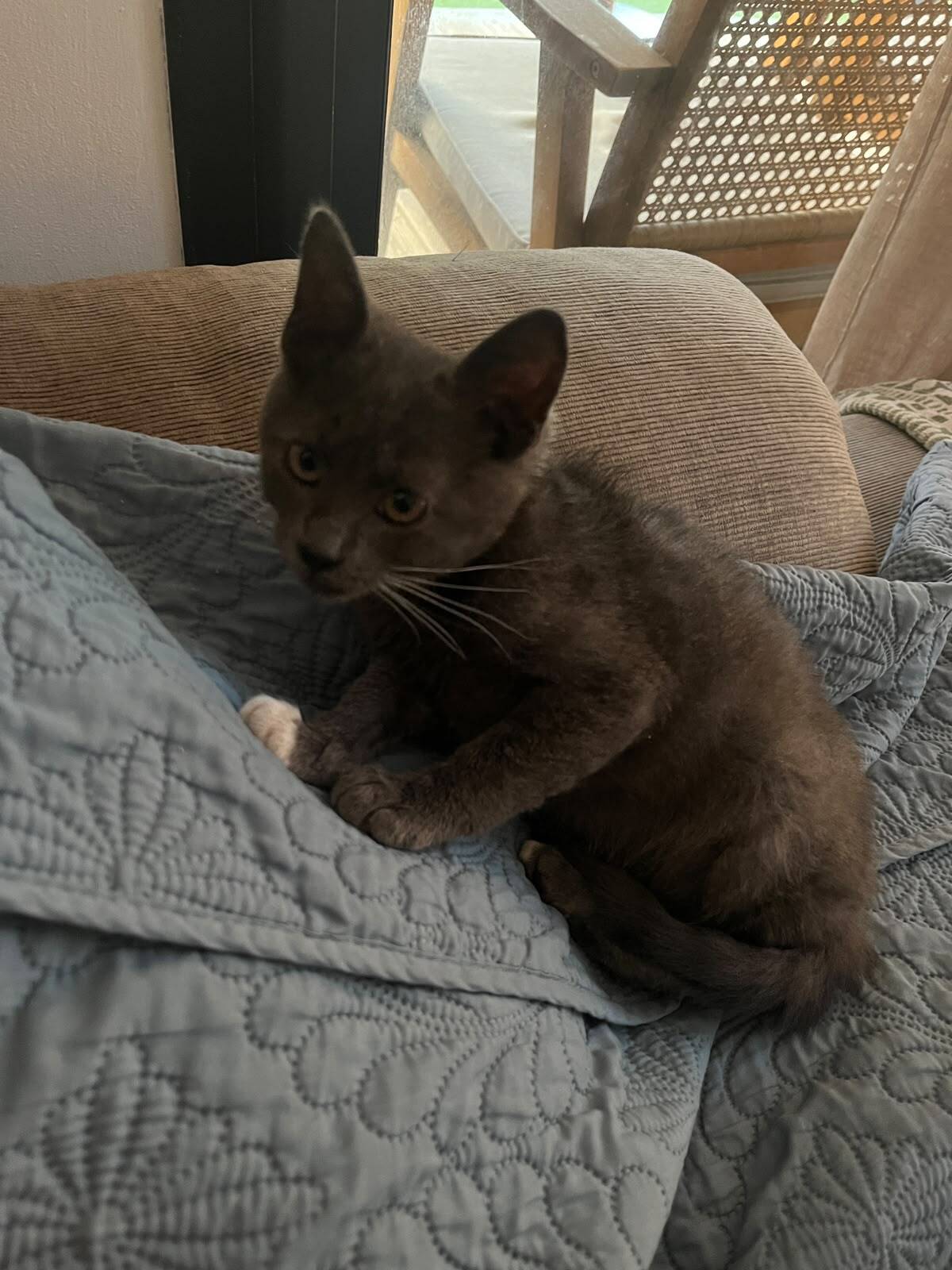 Adoption Mira