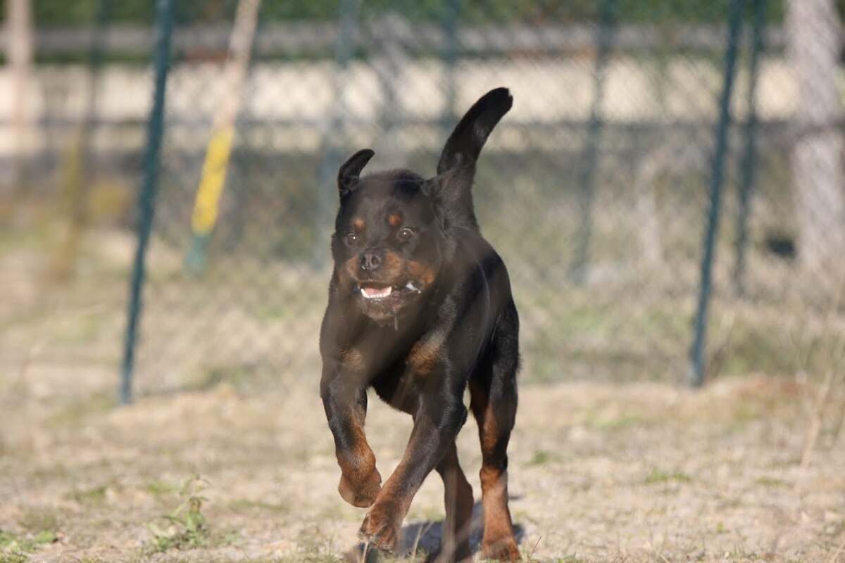 Adoption Jango