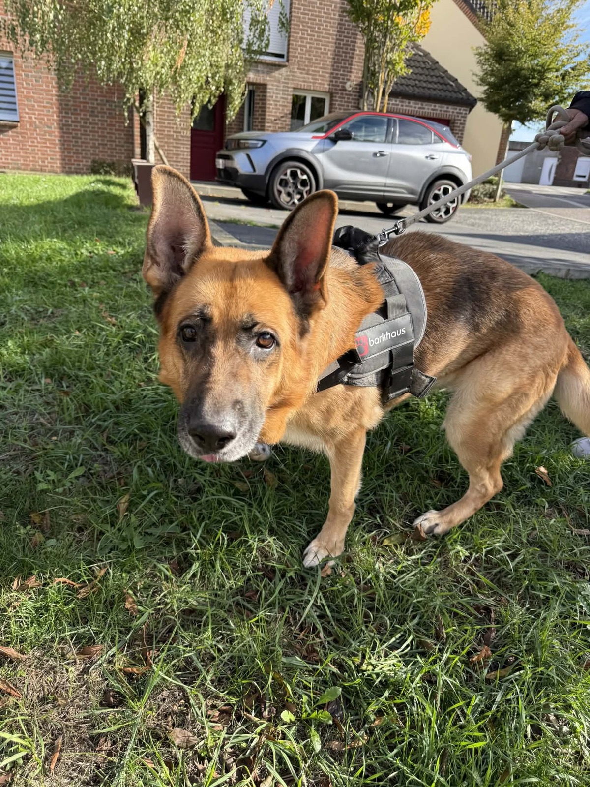 Adoption Daya
