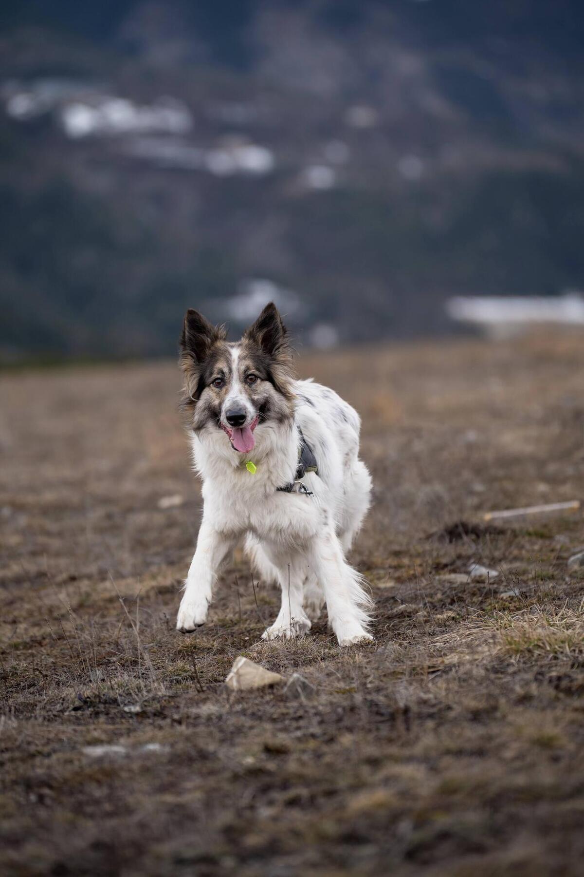 Adoption Jasper