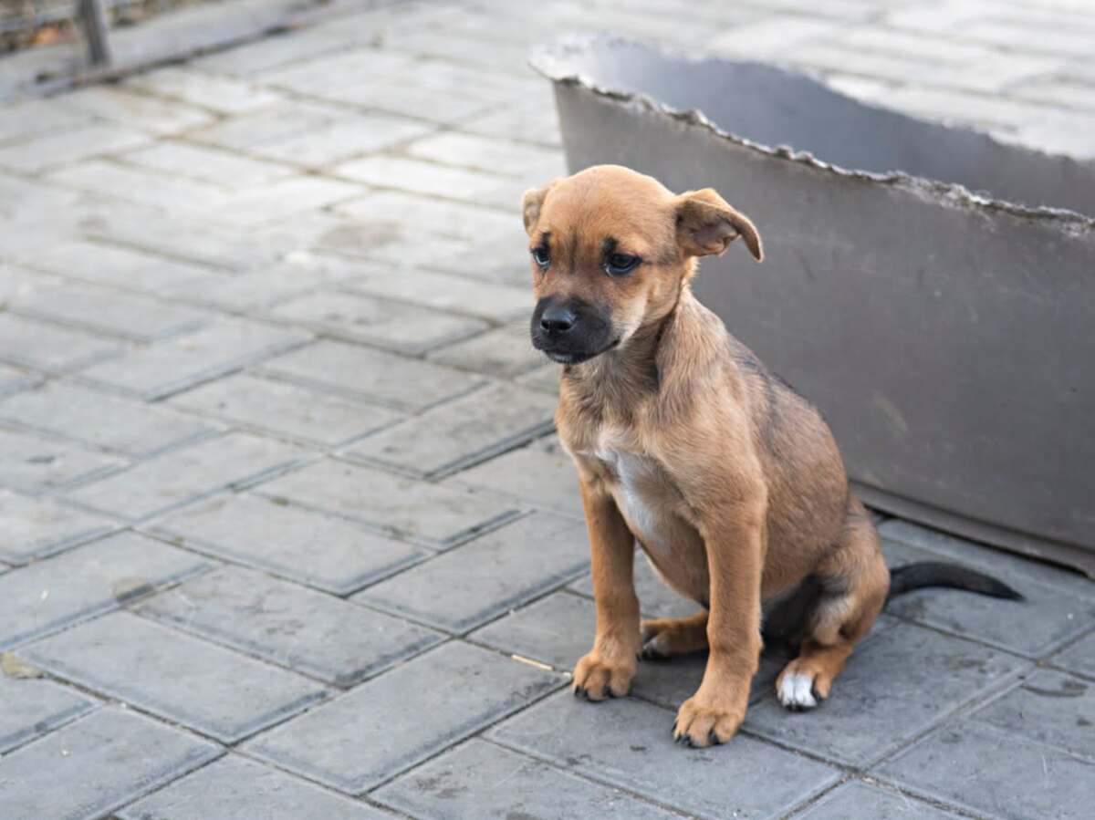 Adoption Samie