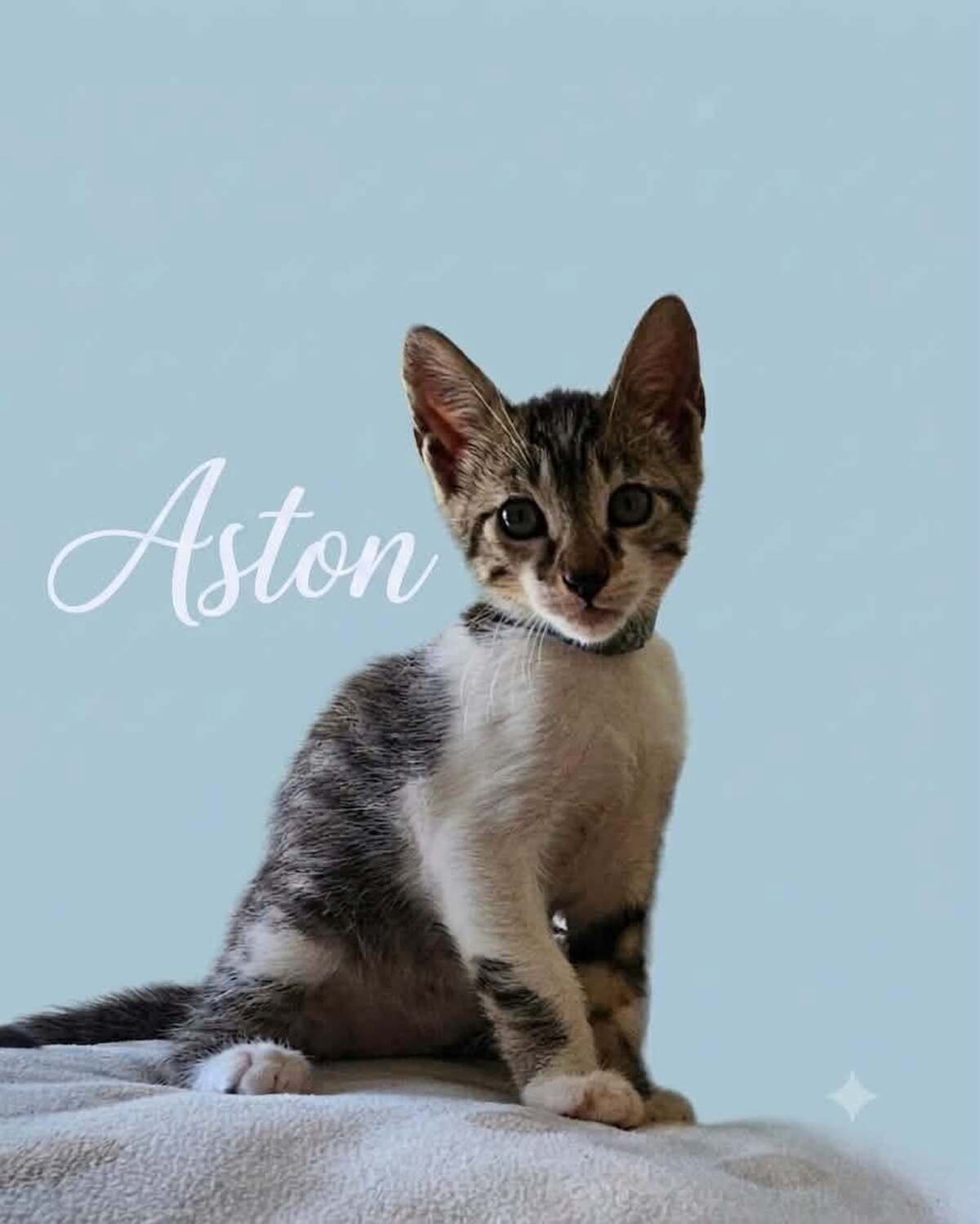 Adoption Aston