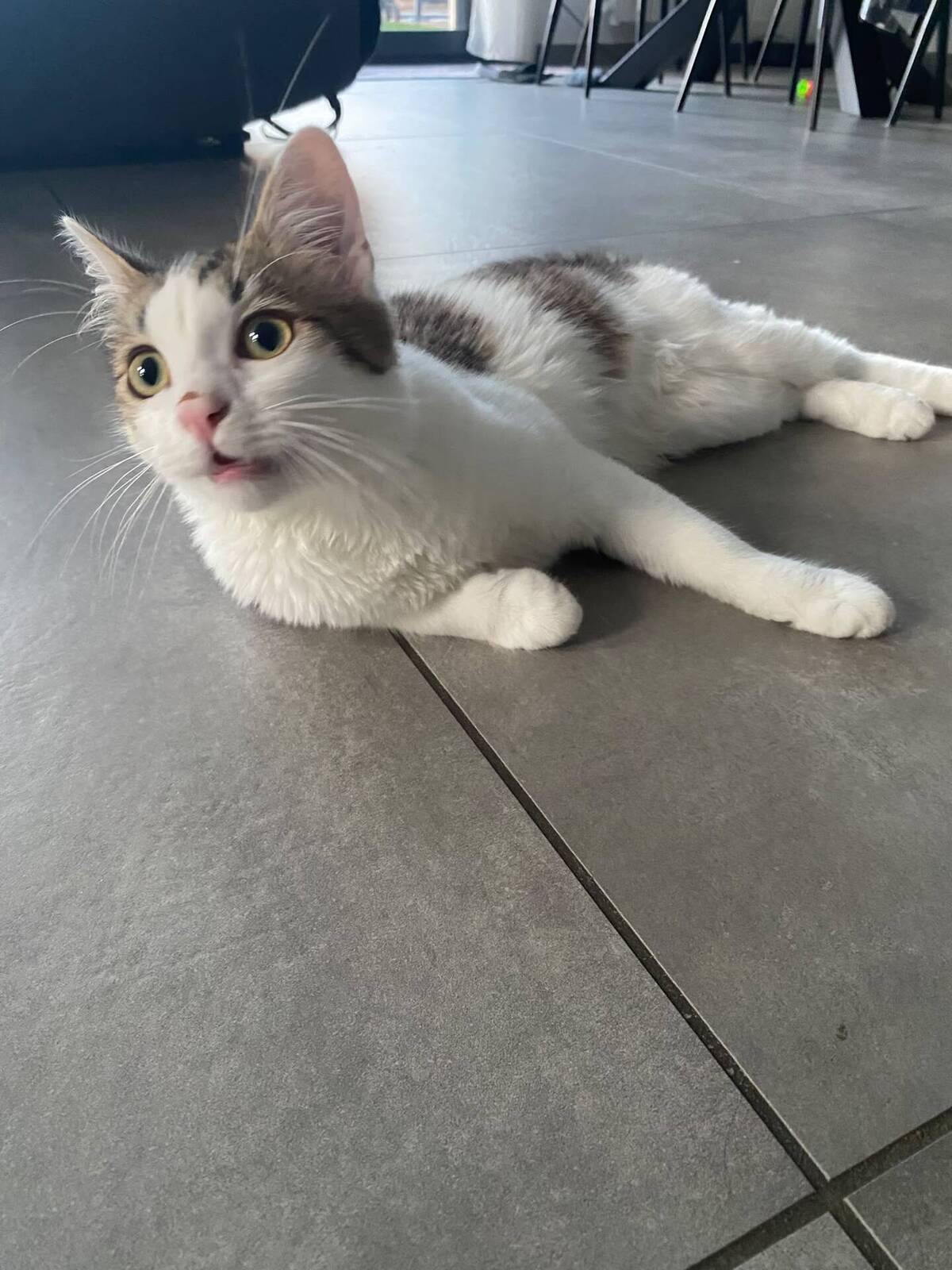 Adoption Louis
