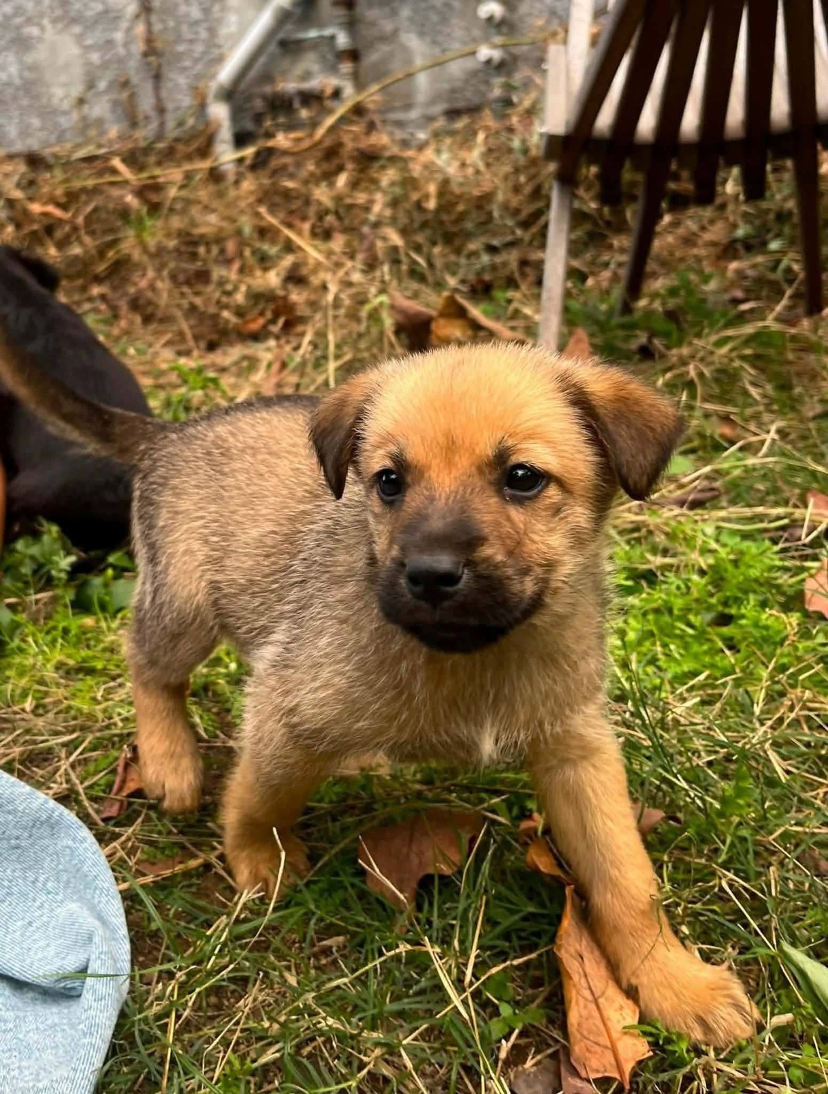 Adoption Cialao