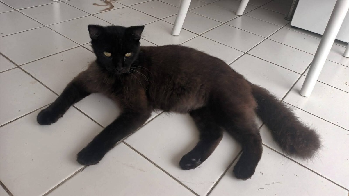 Adoption Zémi