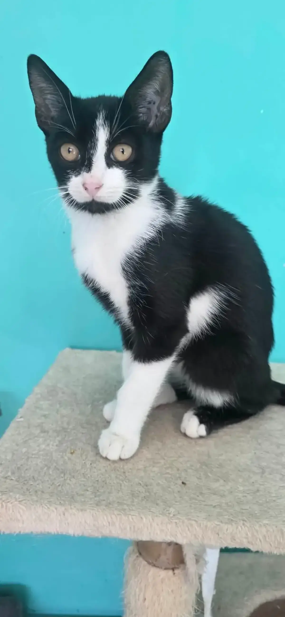 Adoption Fuji