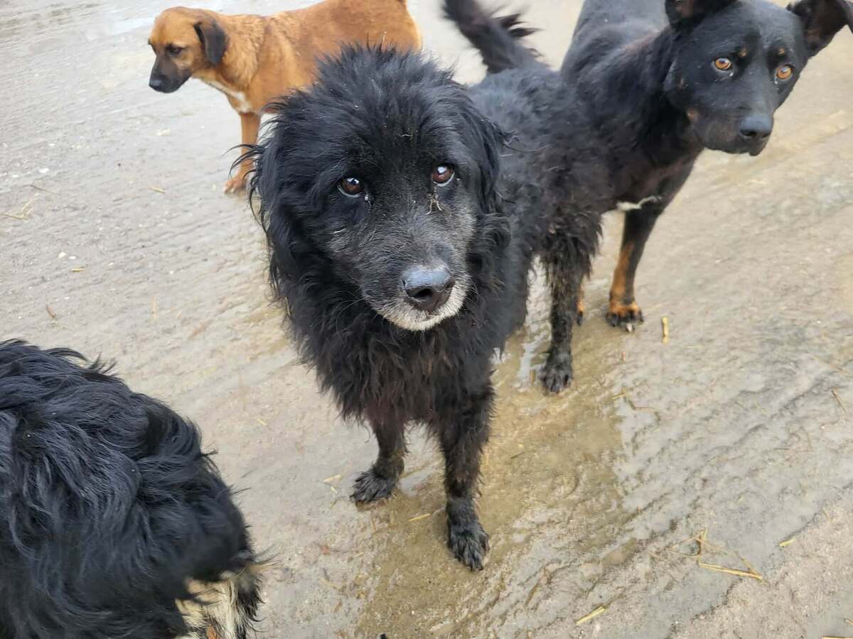 Adoption Valko