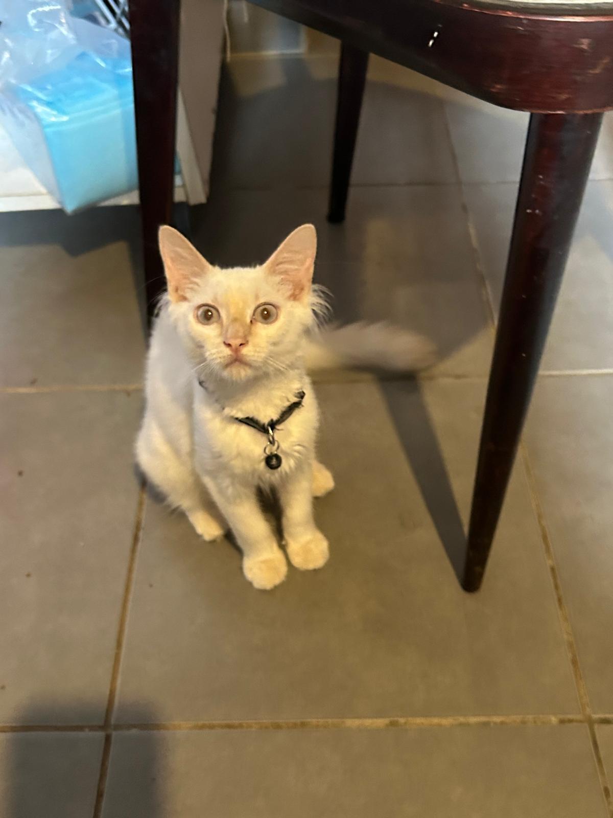 Adoption TIBALT