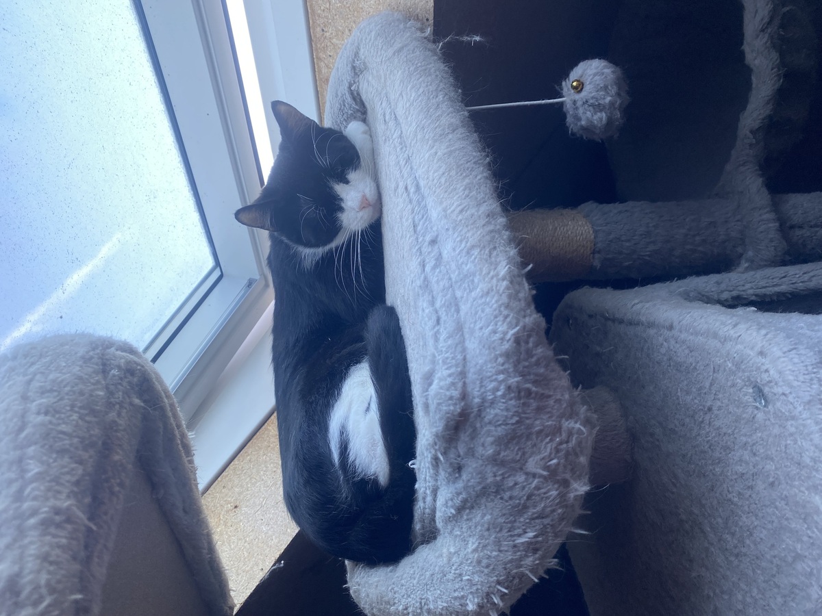 Adoption Maurice