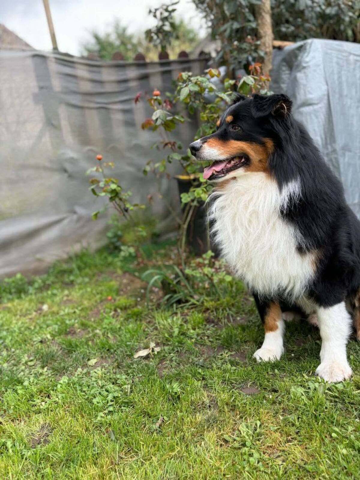 Adoption Link