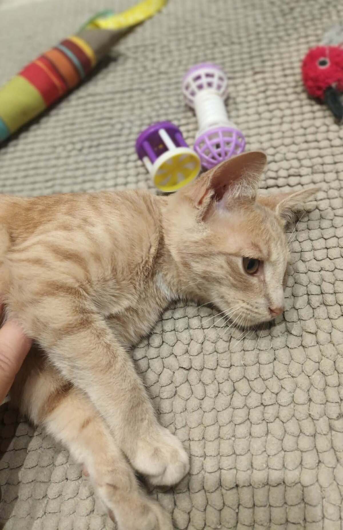 Adoption JIM