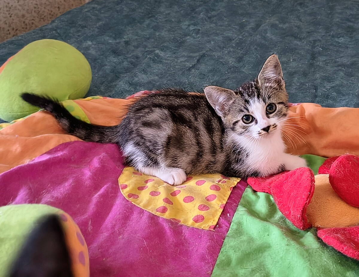 Adoption Esmée