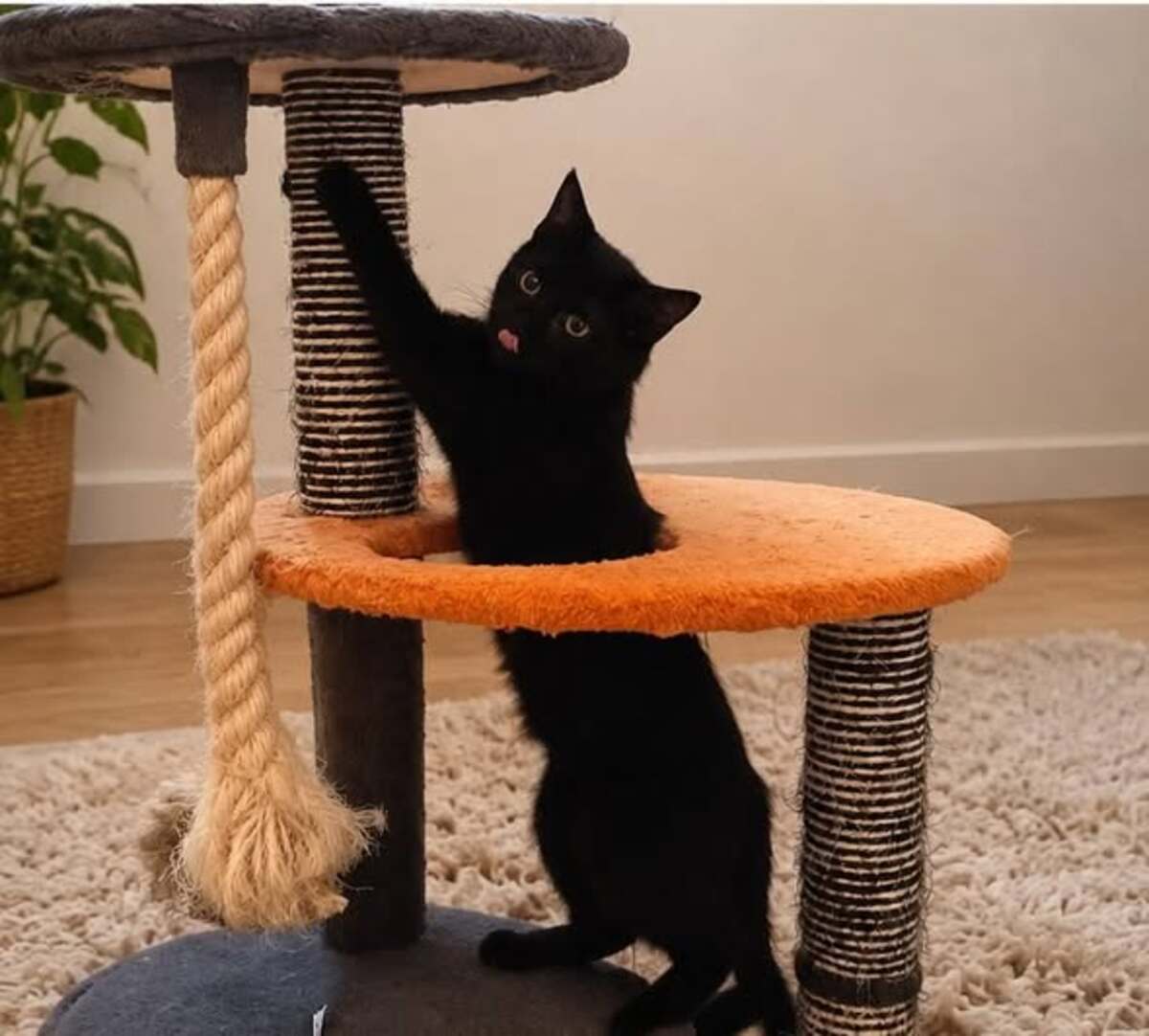 Adoption Astro