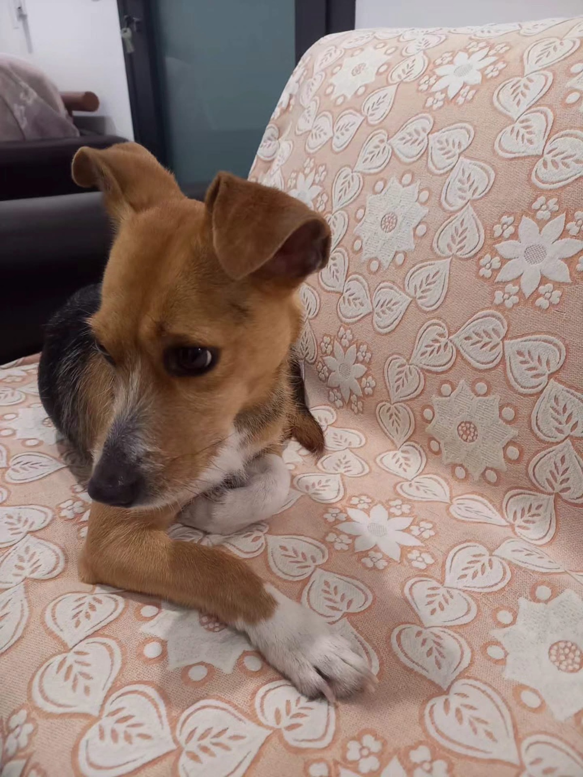Adoption Kika