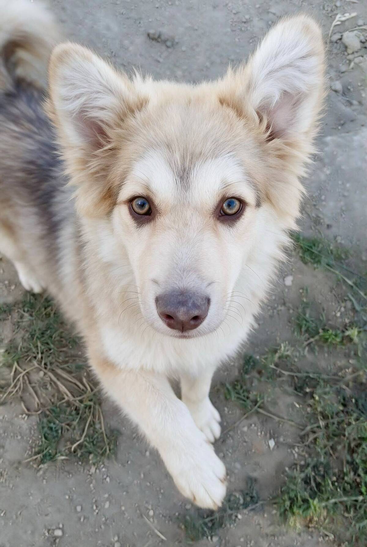 Adoption Brandy