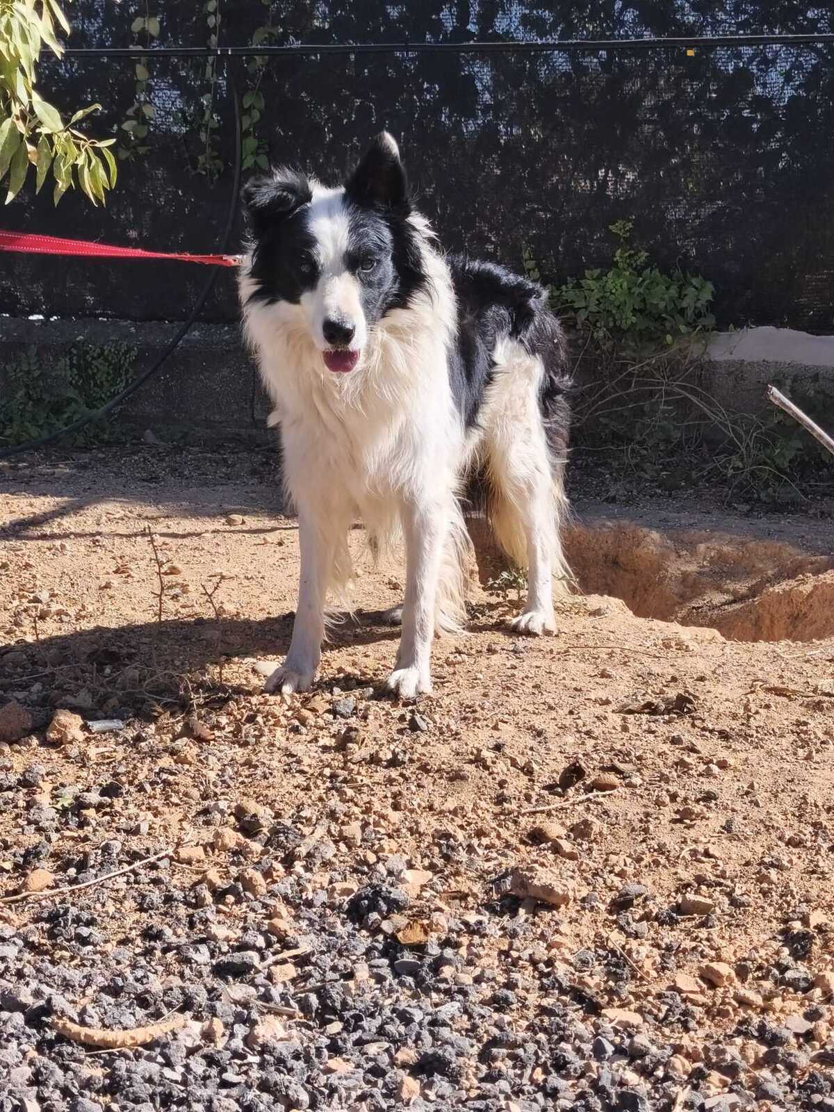Adoption Emax
