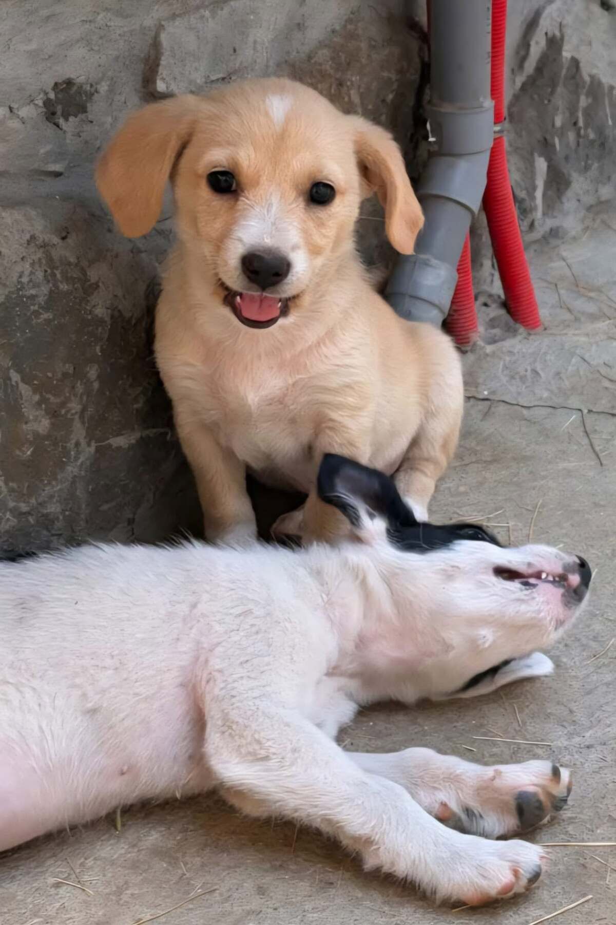 Adoption Bloom