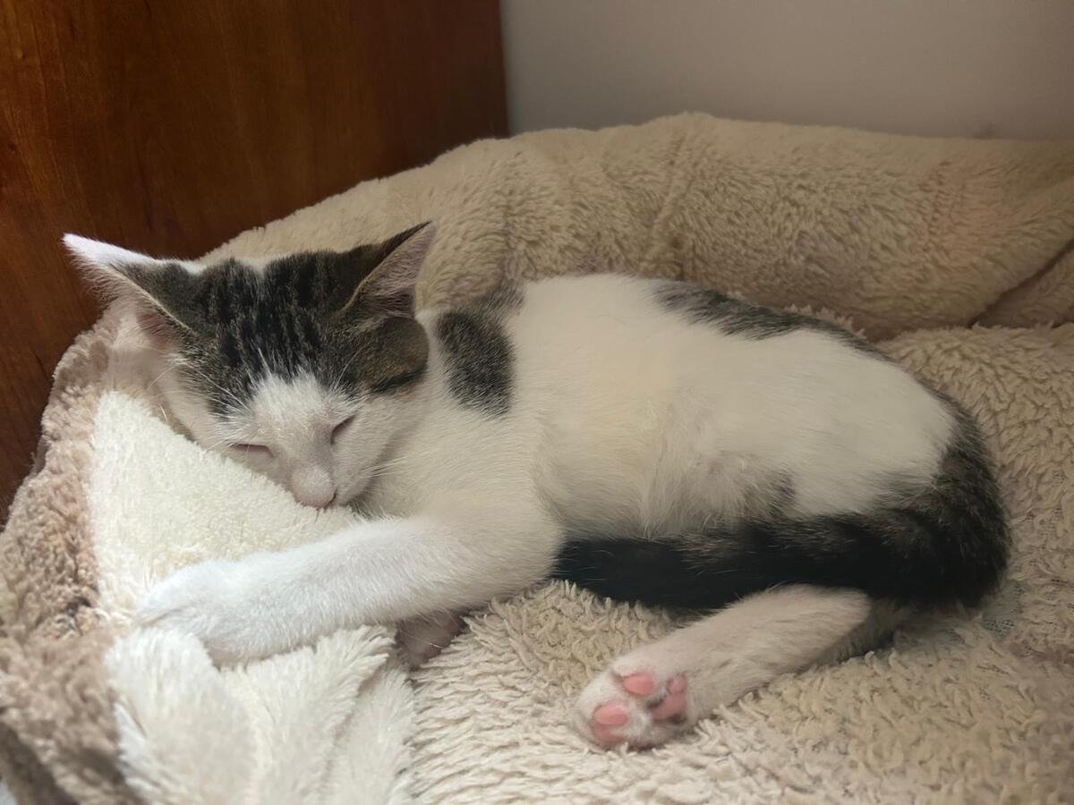 Adoption Ptiboudchat 