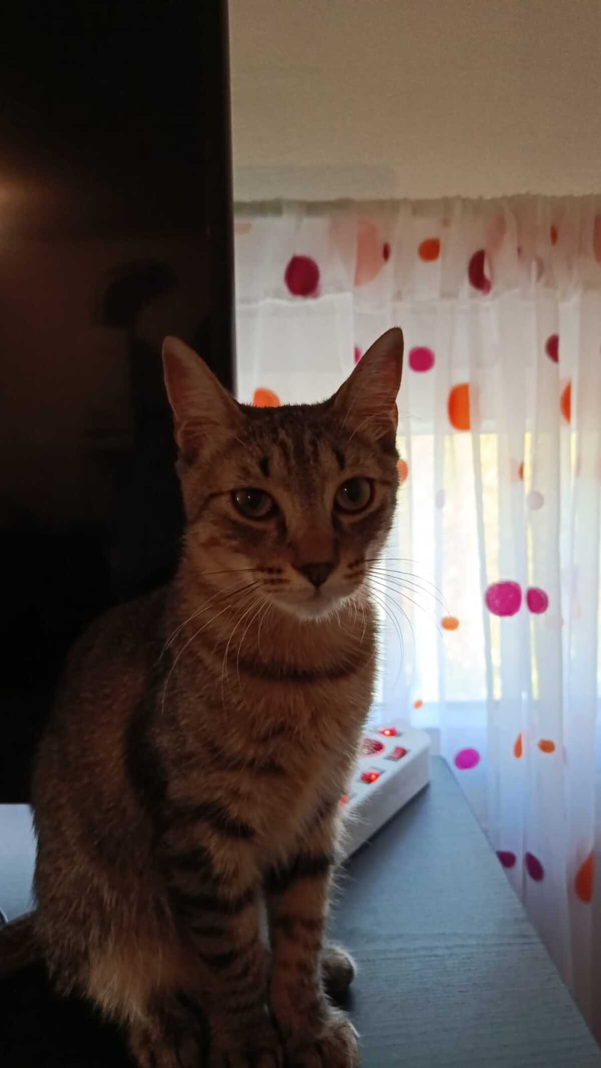 Adoption Léo