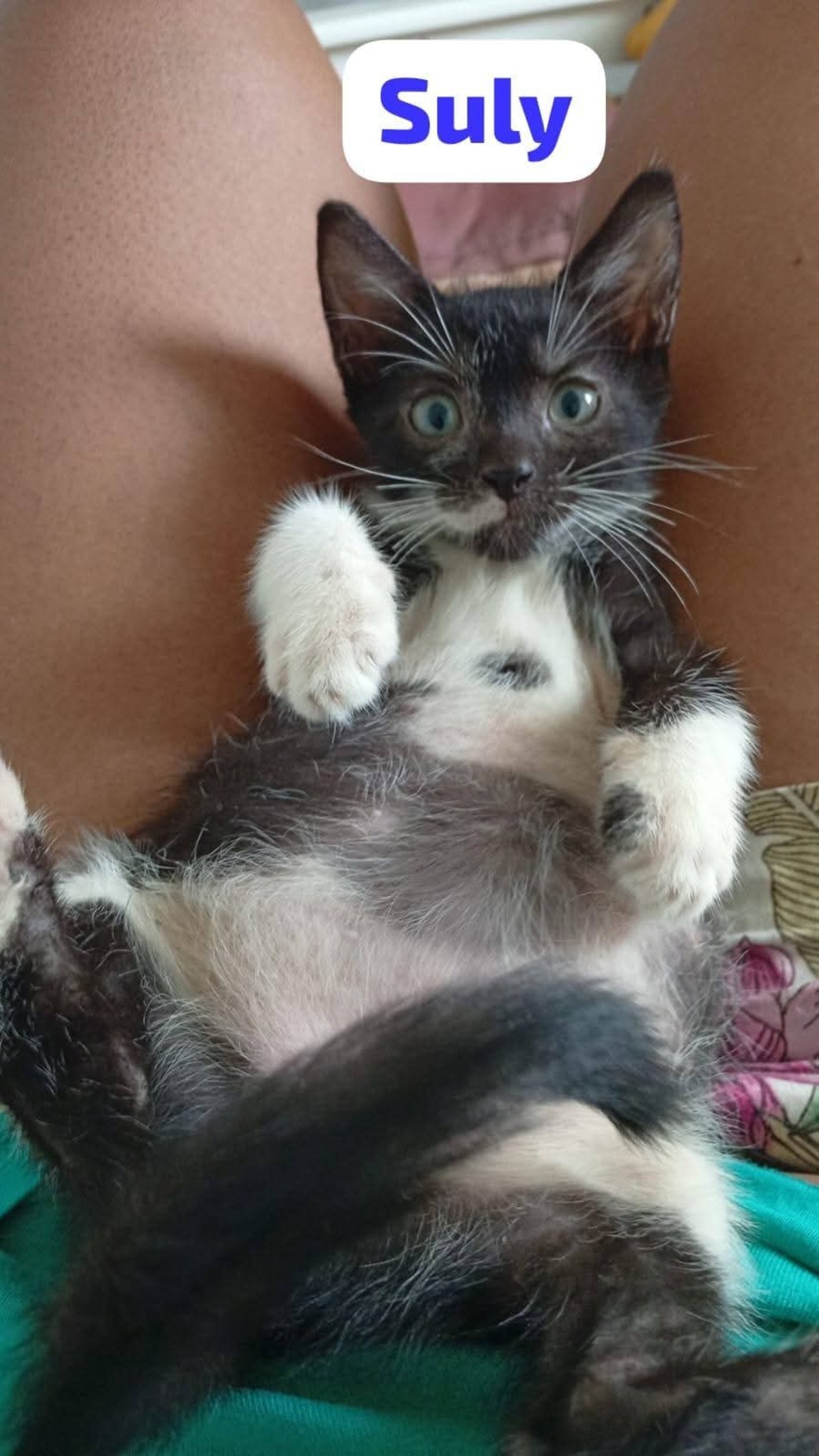 Adoption Suly