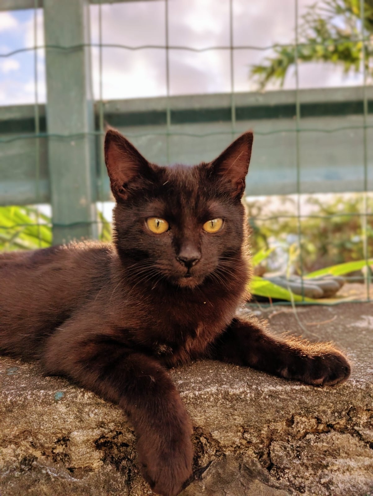 Adoption Gaston