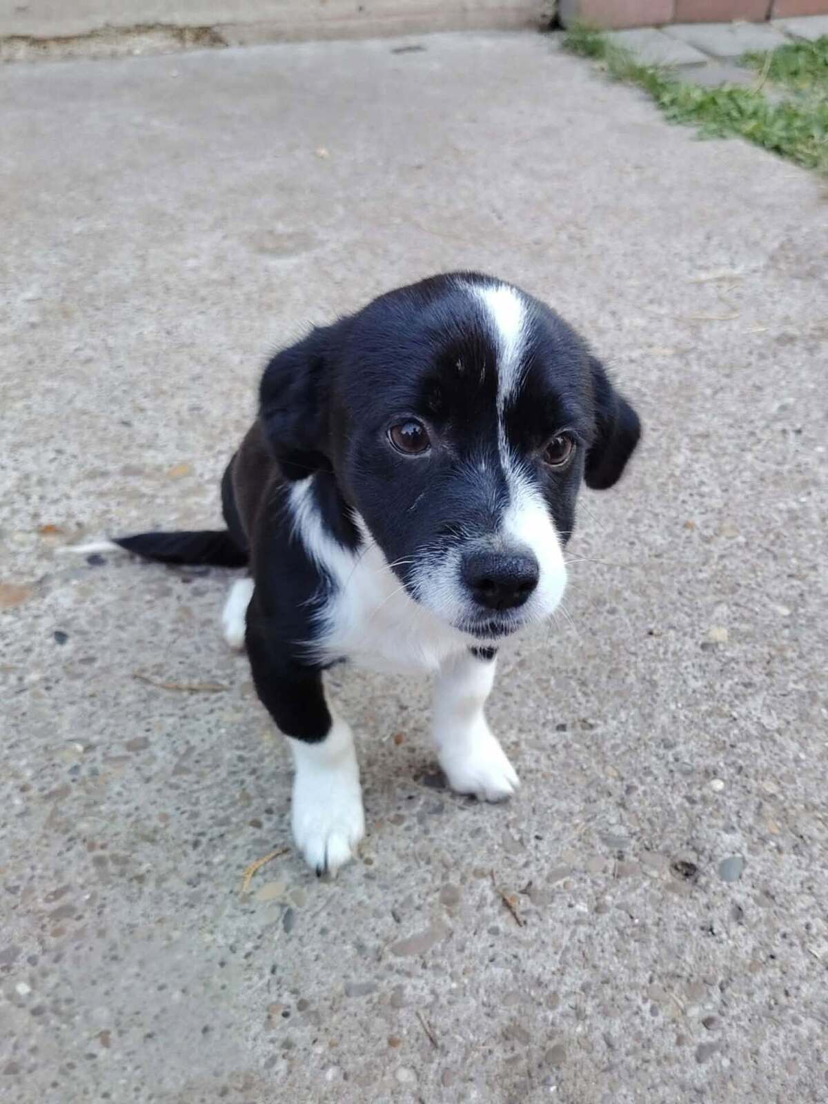 Adoption Moka