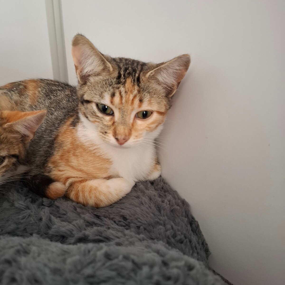 Adoption BACCARA