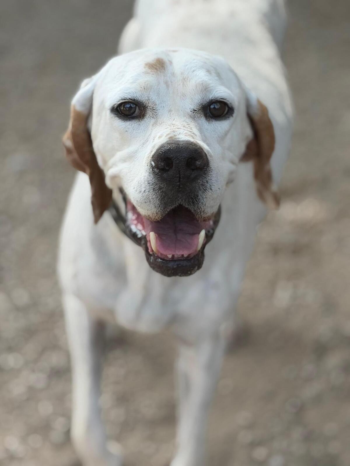 Adoption Blanquita