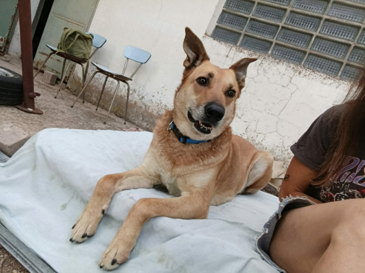 Adoption MIA
