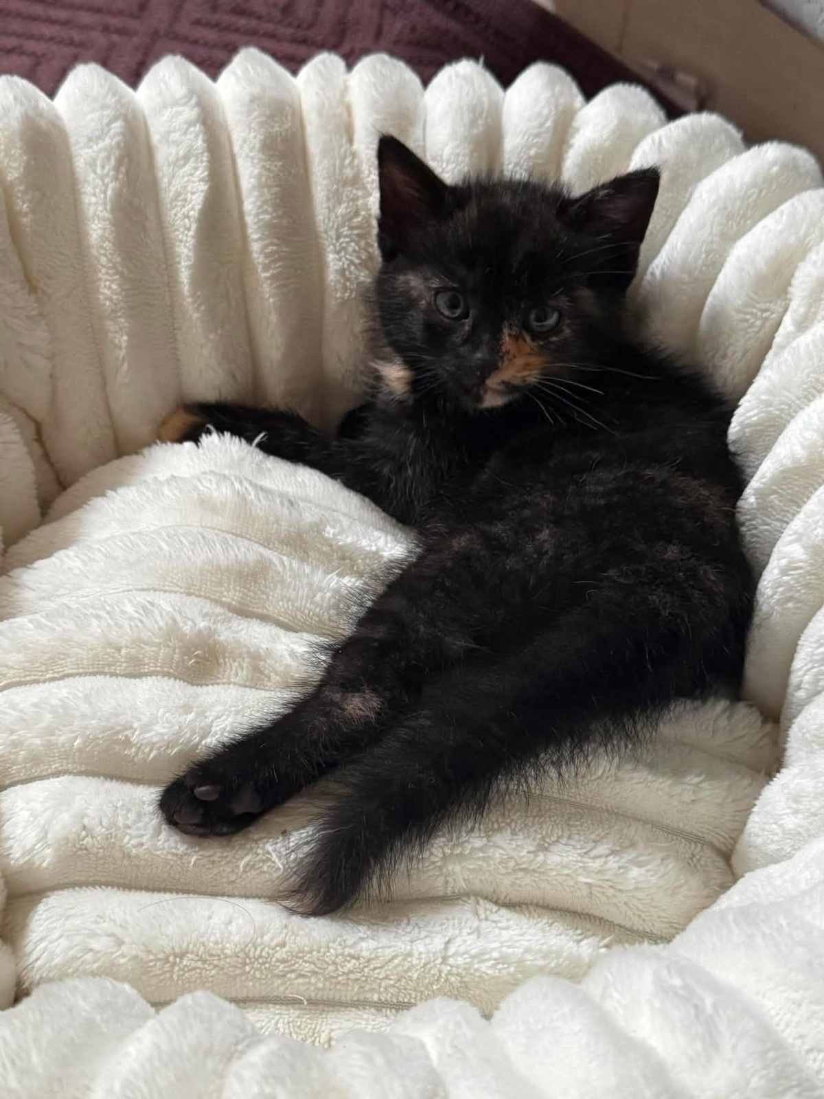 Adoption Spellman et Sabrina 