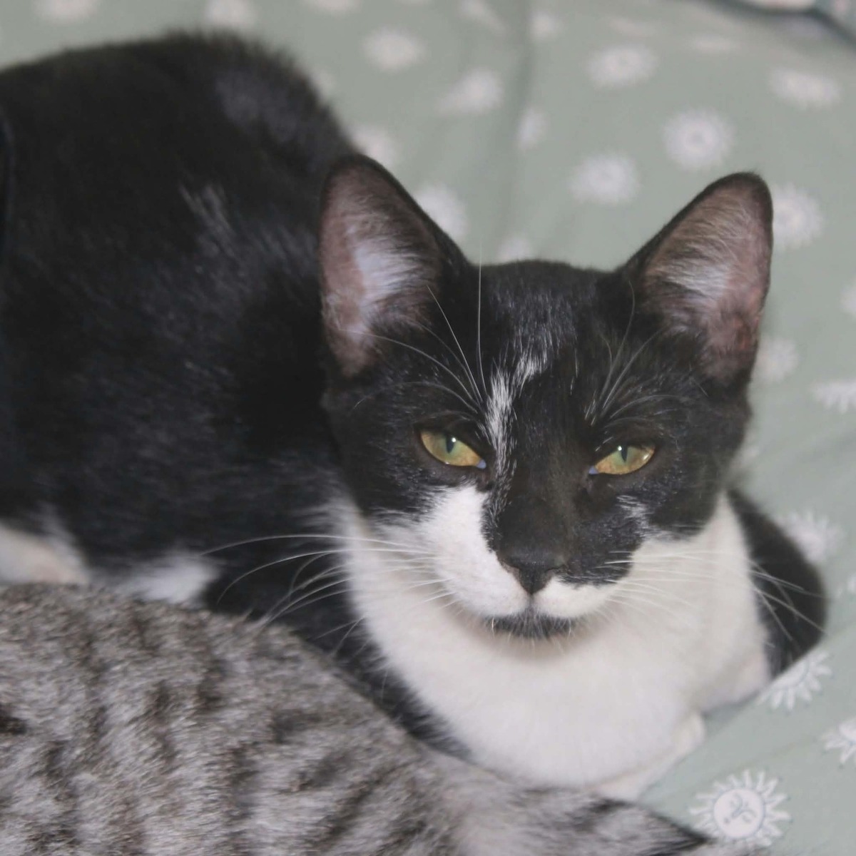 Adoption BLOUME