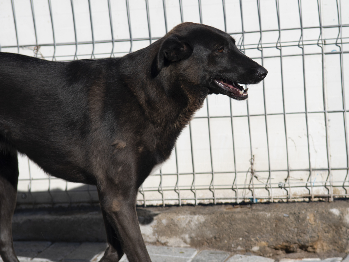 Adoption Moorea