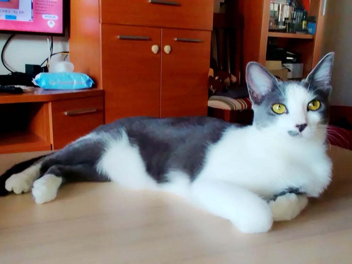 Adoption Leti