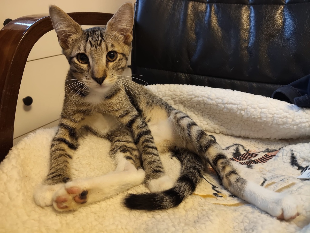 Adoption Bubulle 