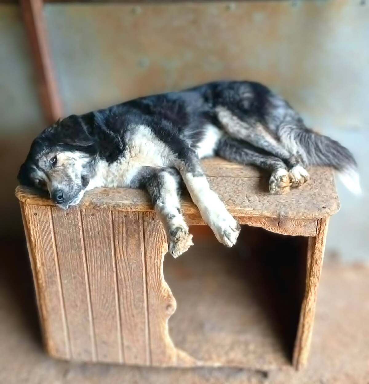 Adoption Majo