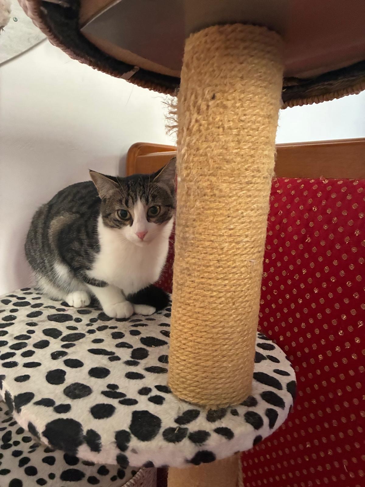 Adoption Paco