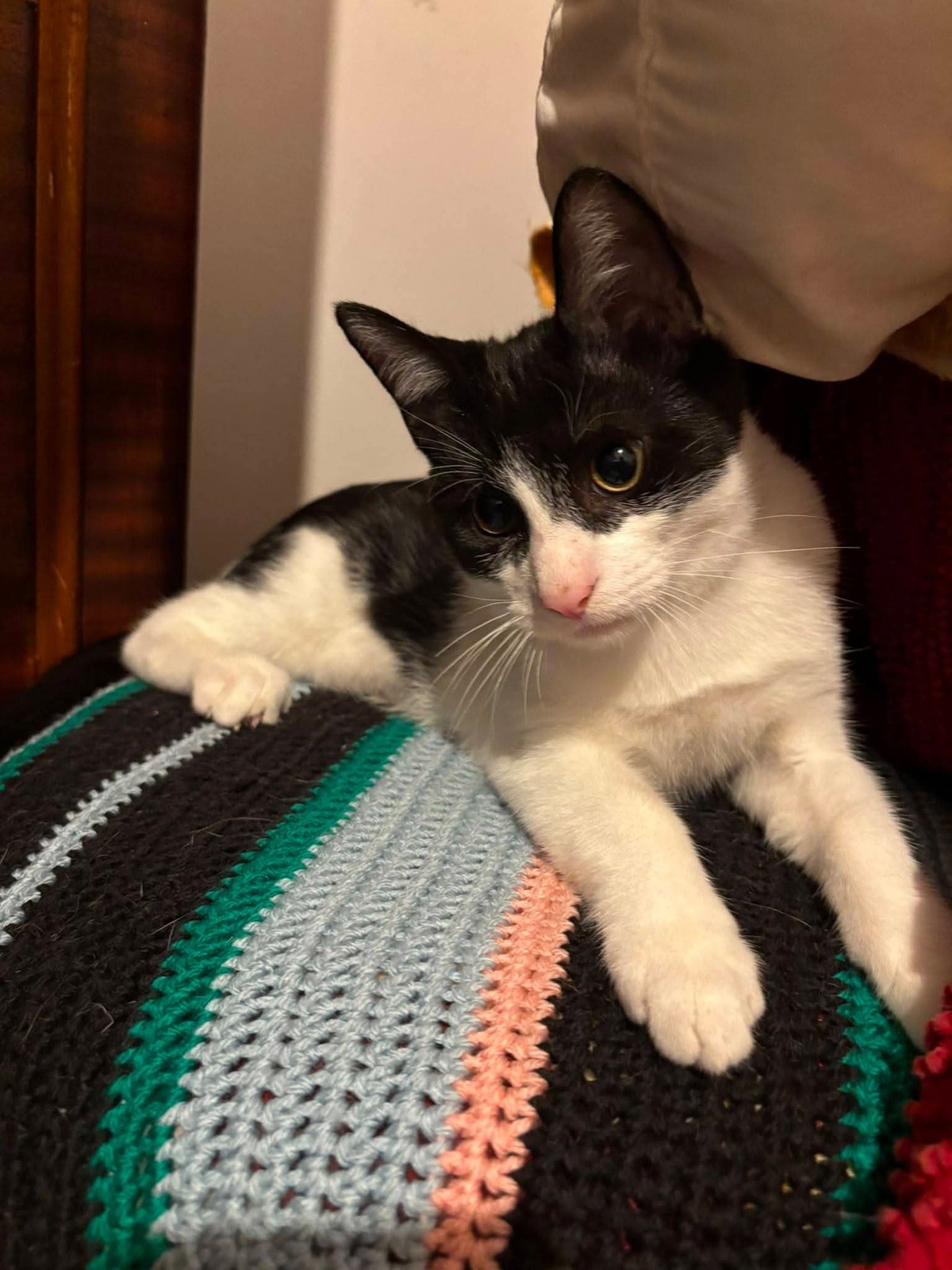 Adoption Bibou