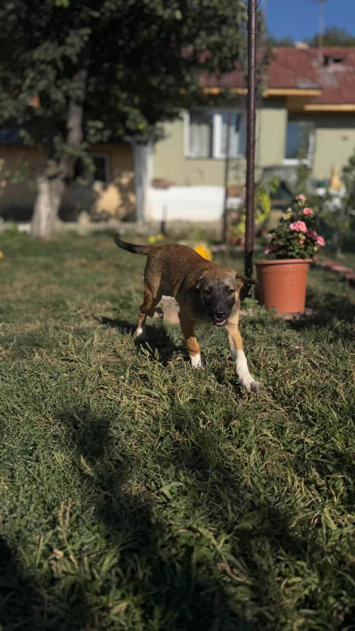 Adoption Saxo