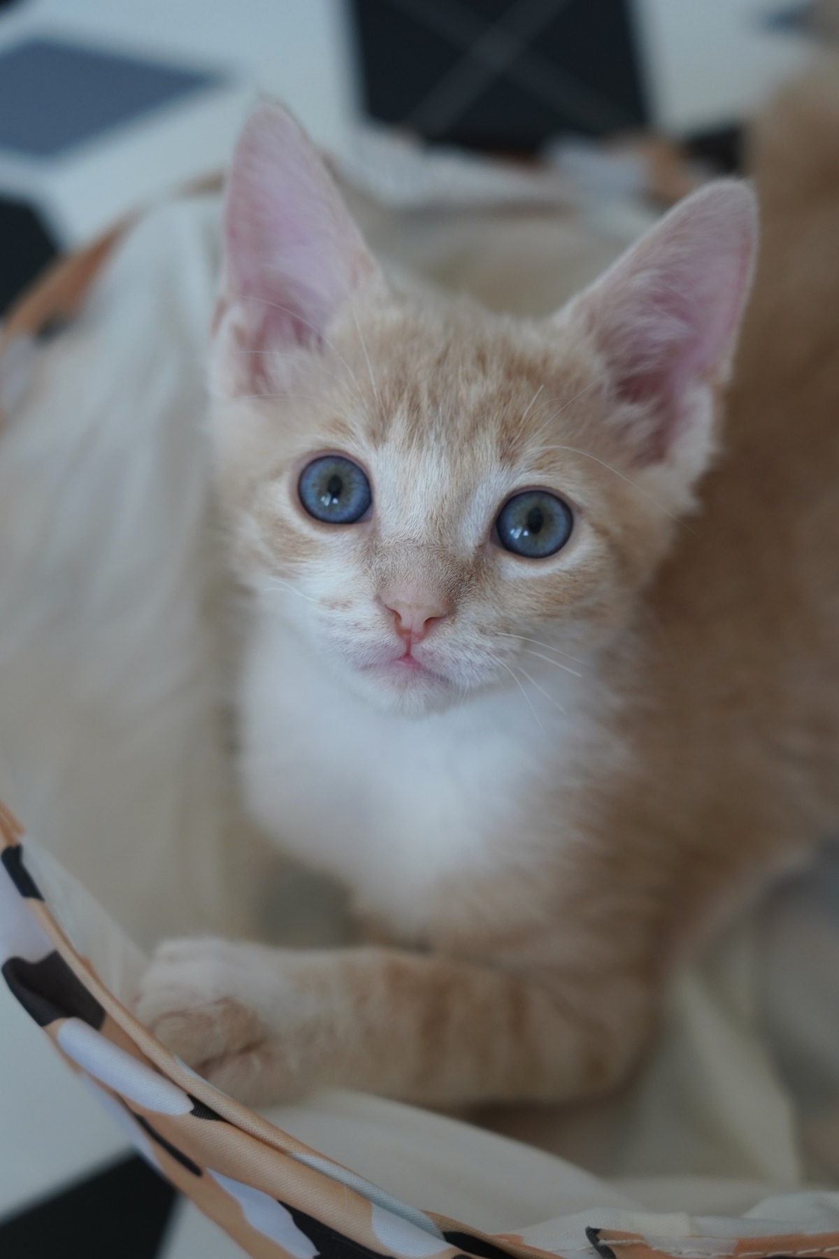 Adoption FLASH