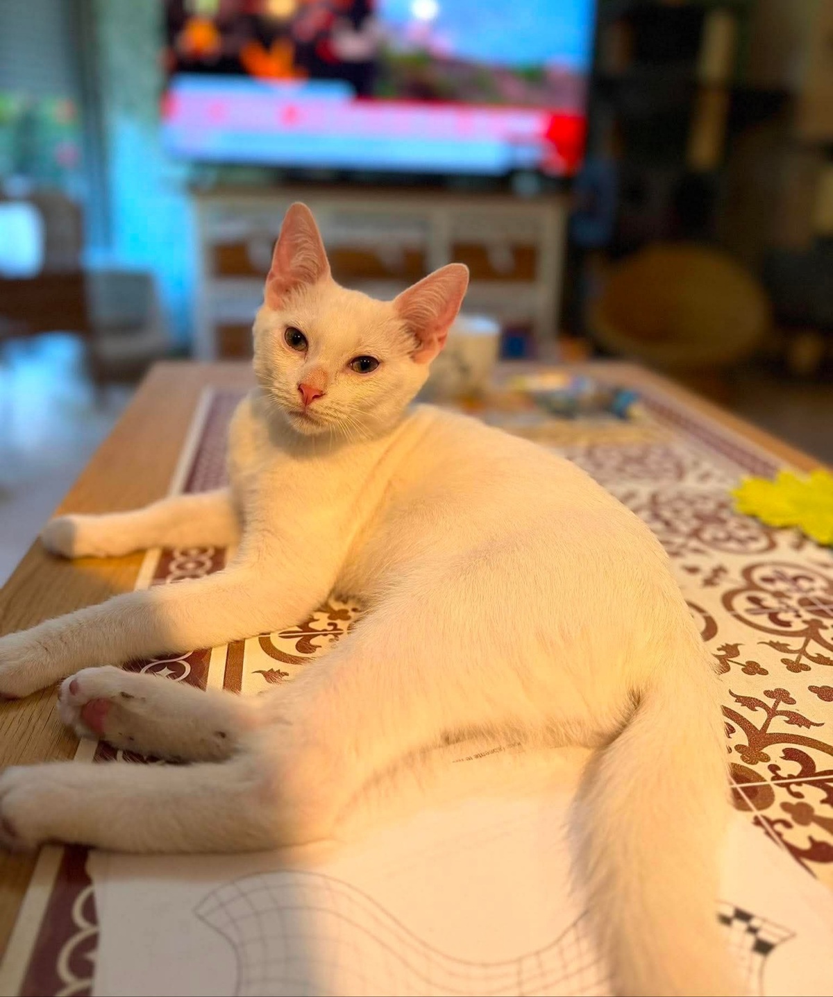 Adoption Olaf