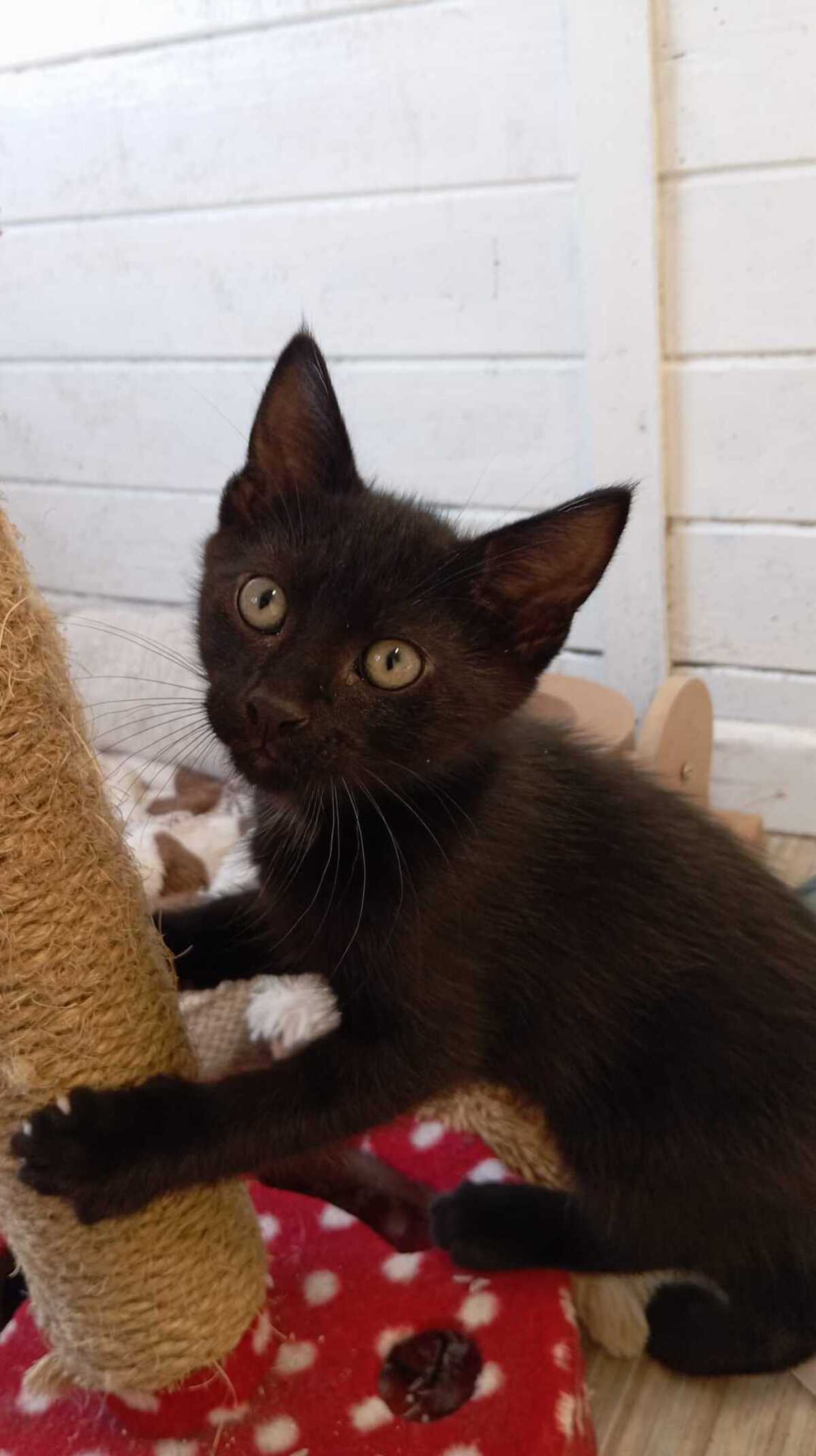 Adoption BALTHAZAR